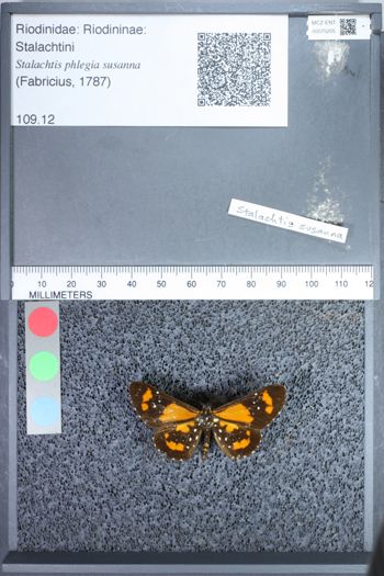 Media type: image;   Entomology 75205